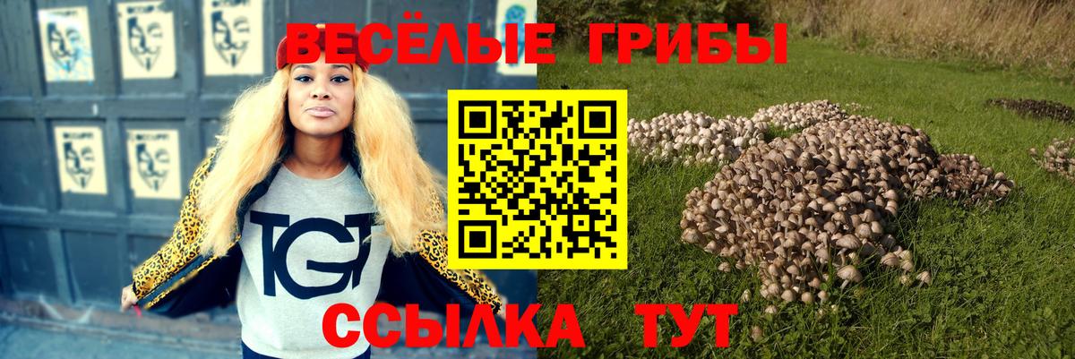 Псилоцибиновые грибы Psilocybe Южноуральск